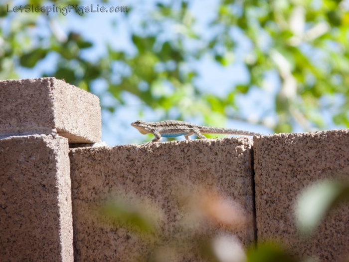 Ornate tree lizard just hanging around, by LetSleepingPigsLie
